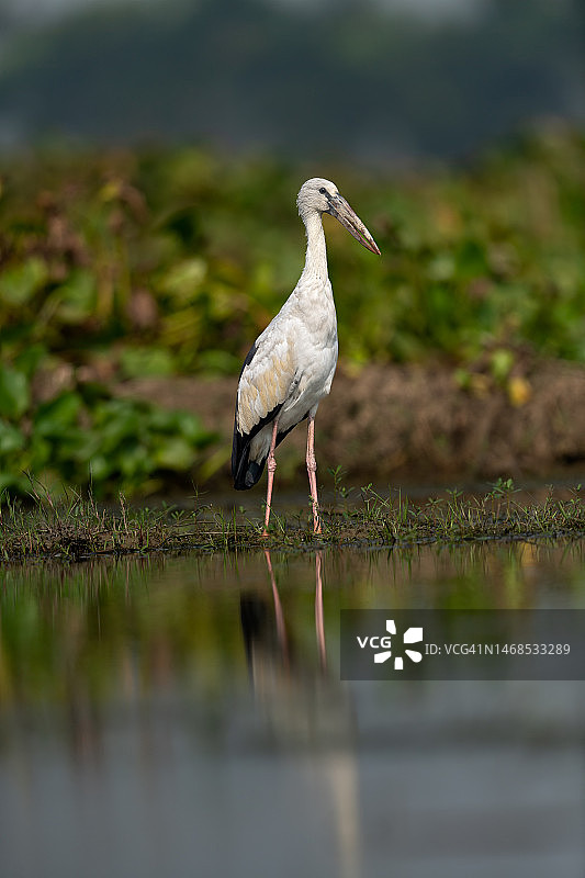 栖息在湖边的鹳鸟侧视图，印度图片素材