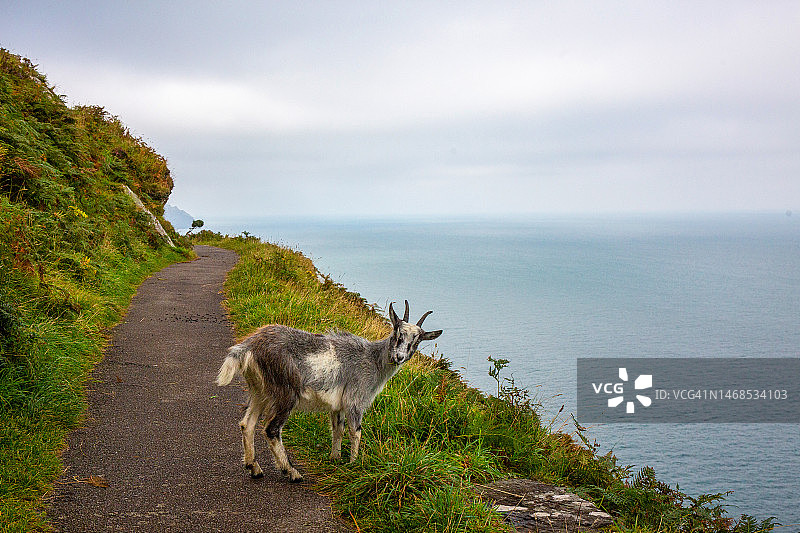 林顿西南海岸小路上的山羊图片素材
