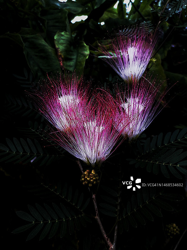 清晨盛开的粉色含羞草花图片素材