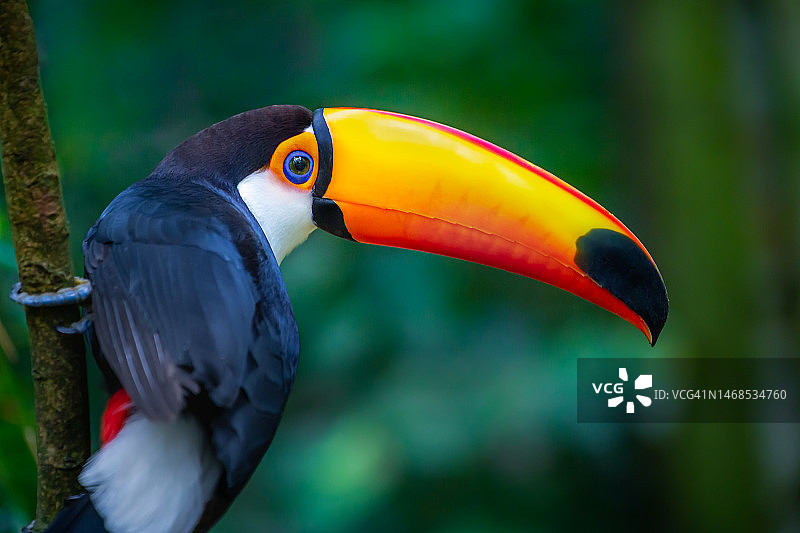 巴西潘塔纳尔湿地的可爱巨嘴鸟热带鸟类，背景模糊图片素材