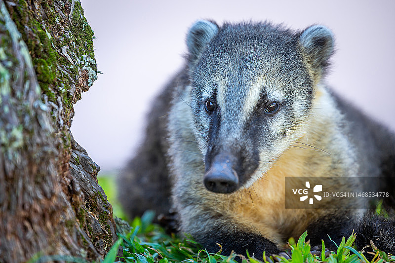 阿根廷伊瓜苏公园内的可爱浣熊图片素材