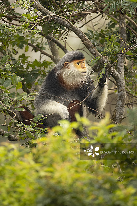 低角度拍摄坐在树上的红腿白臀叶猴，岘港，越南图片素材
