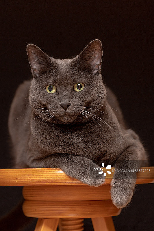 坐在黑色背景的椅子上的猫咪特写图片素材