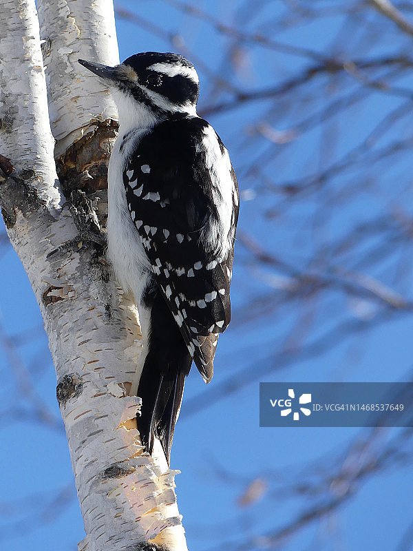仰视：啄木鸟栖息在树上，谢里夫克里克野生动物保护区，加拿大图片素材