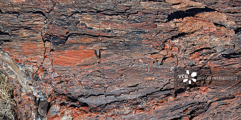 美国亚利桑那州霍尔布鲁克巨木区石化木横截面图片素材