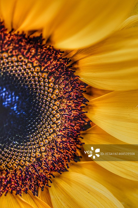 向日葵特写图片素材