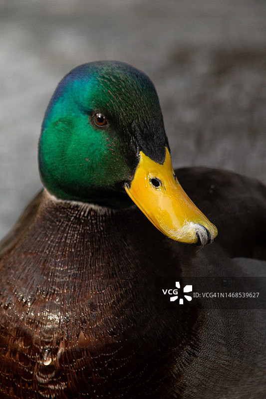 特写：在湖中游泳的绿头鸭，美国犹他州盐湖城图片素材