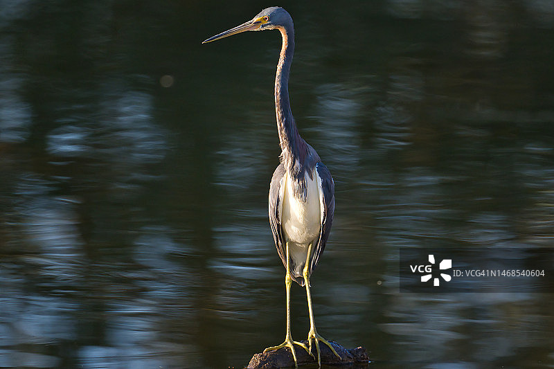 美国佛罗里达州德尔雷海滩的苍鹭高角度视图图片素材