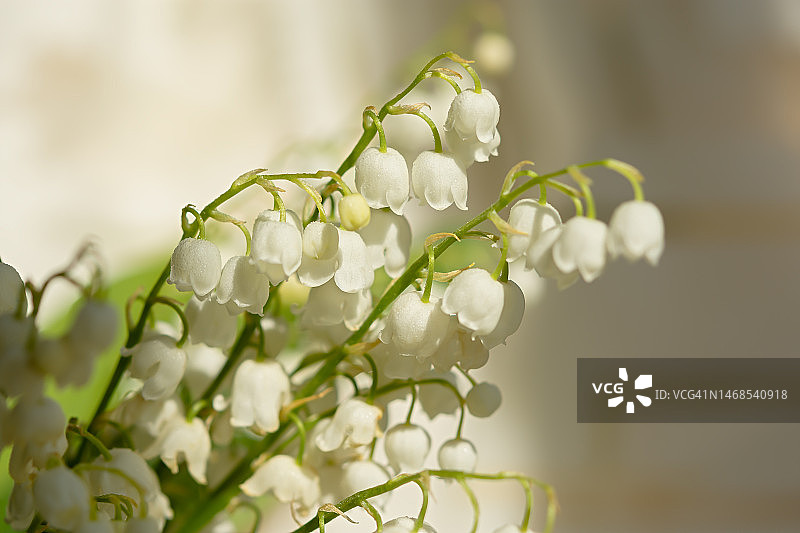俄罗斯白色开花植物特写图片素材