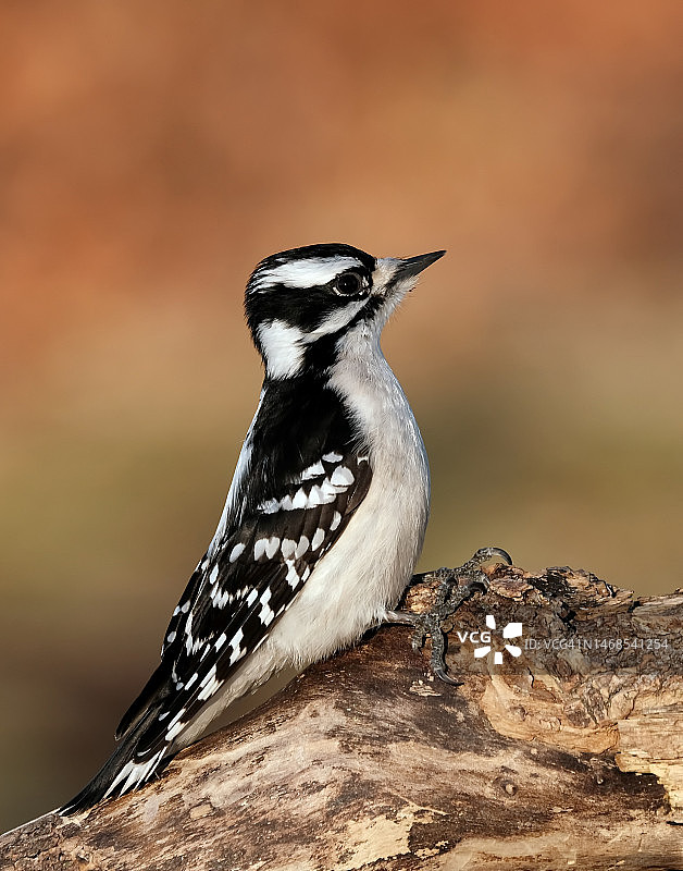绒毛啄木鸟栖息在岩石上特写，加拿大安大略省伯灵顿图片素材