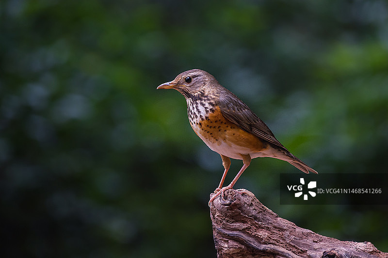 歌鸫栖息在木头上的特写，中国澳门图片素材