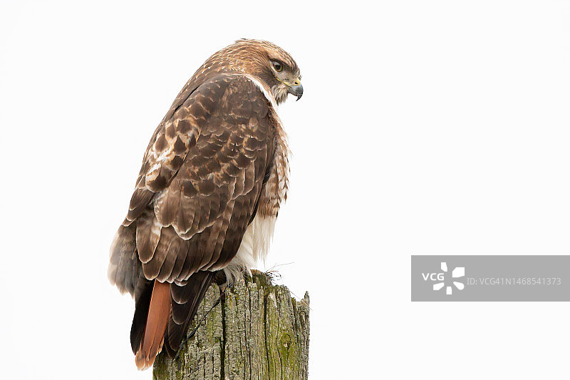 加拿大安大略省伦敦市白色背景下栖息在树枝上的雄鹰特写图片素材