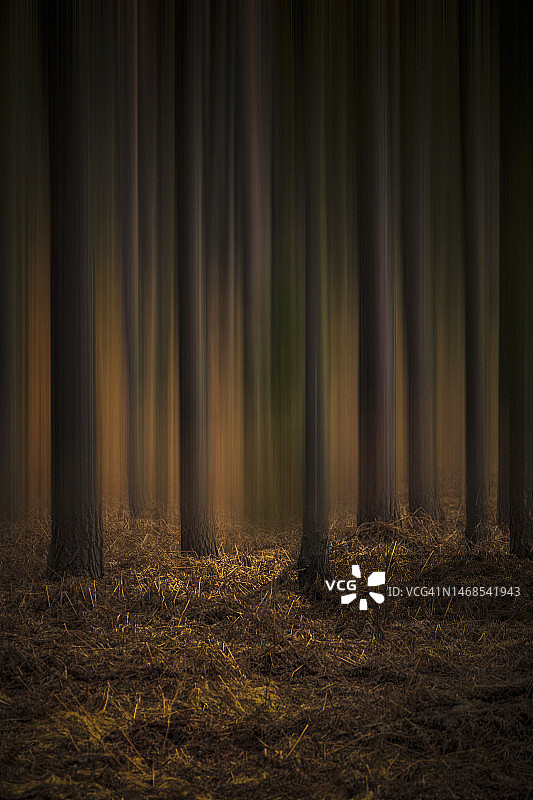 波兰的森林树木图片素材