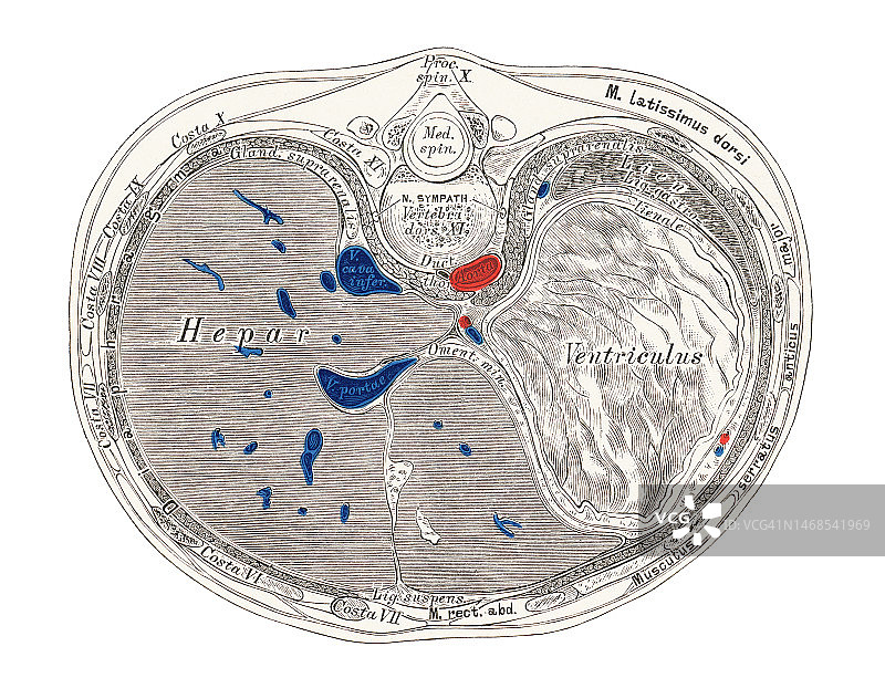 腹部横截面古老的彩色石印插图图片素材