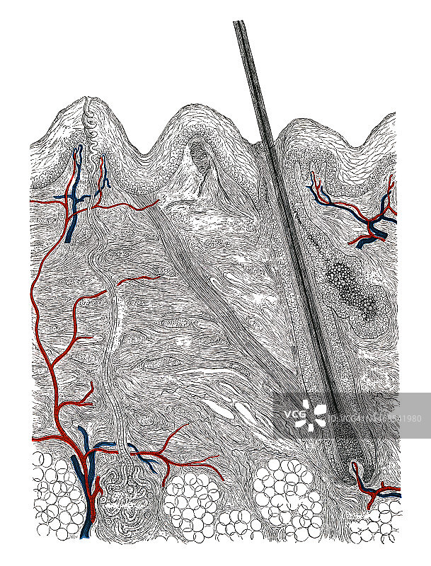 人体皮肤垂直横截面古老雕刻插画图片素材