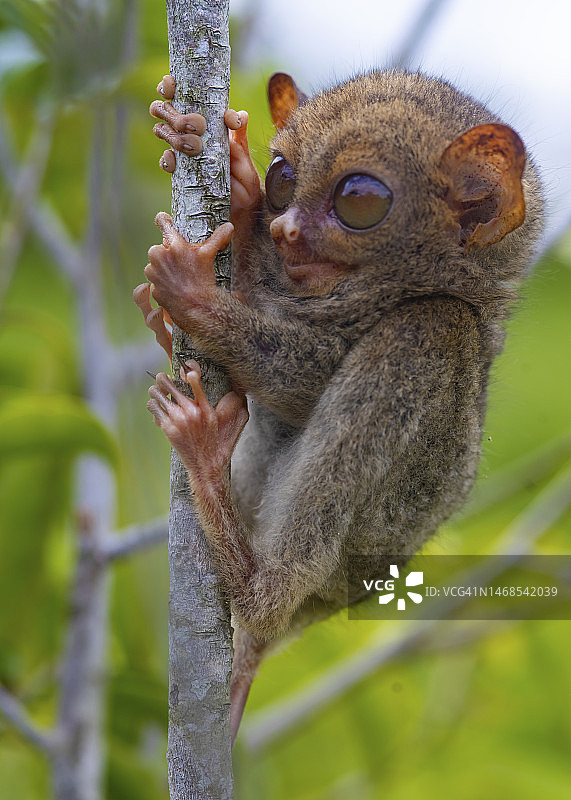 印度尼西亚中加里曼丹的可爱眼镜猴图片素材