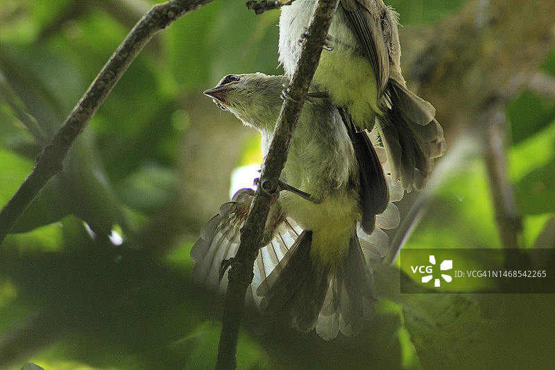 鸣禽栖息在树上的特写镜头图片素材