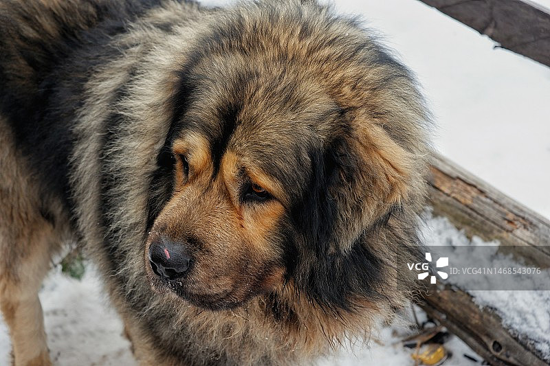 纯种獒犬特写图片素材