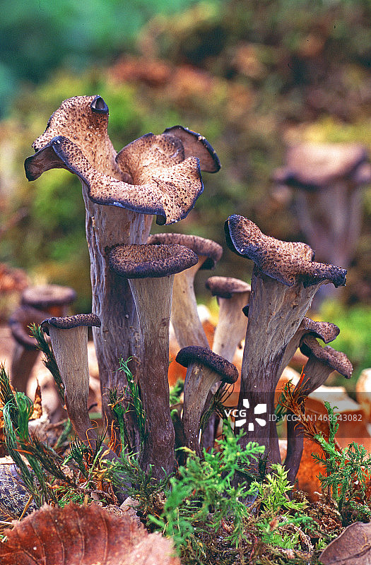 法国田野上生长的蘑菇特写图片素材