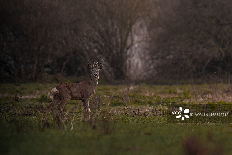 荷兰原野中白色狍鹿的侧视图图片素材