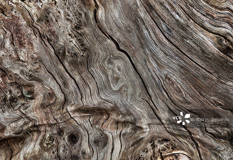 英国韦勒姆皇家鸟类保护协会的树干全景照片图片素材