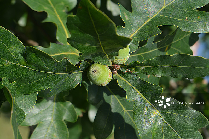 树上生长的水果特写，俄罗斯图片素材