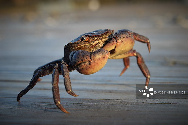 美国纽约国王公园桌子上螃蟹的特写镜头图片素材