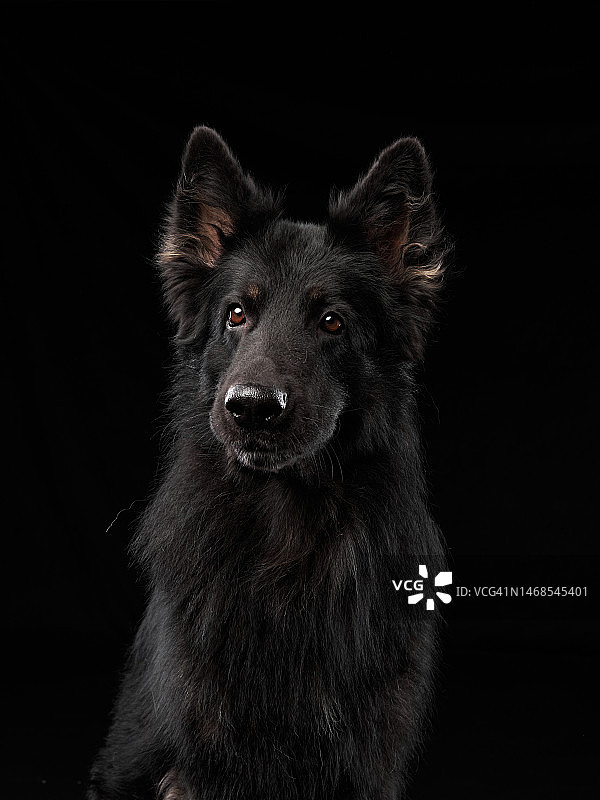 黑背景下的黑色纯种犬肖像图片素材