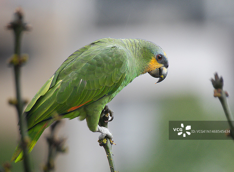 栖息在树枝上的亚马逊鹦鹉特写，哥伦比亚图片素材