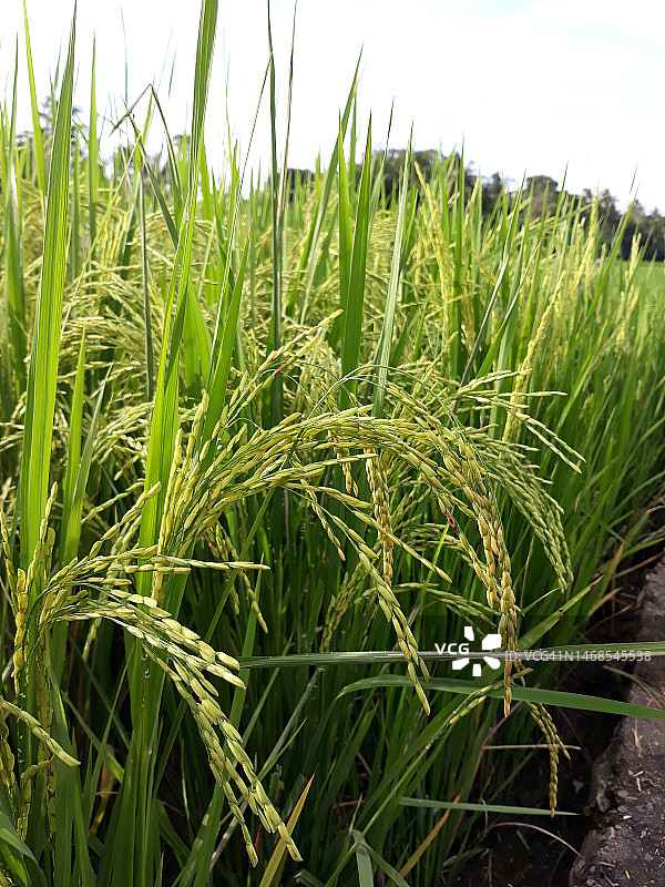 近距离拍摄田野上生长的农作物，印度尼西亚图片素材