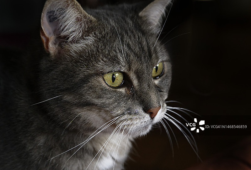 法国猫的特写图片素材