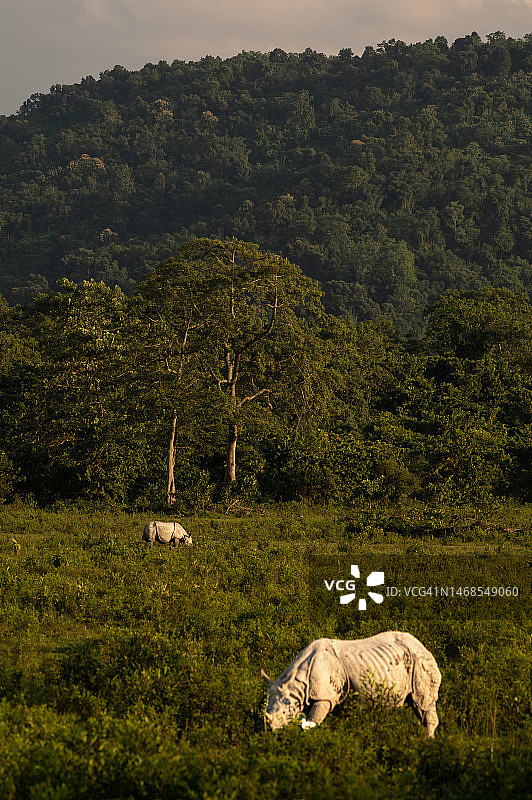 骏马在印度卡齐兰加国家公园的田野上吃草侧视图图片素材