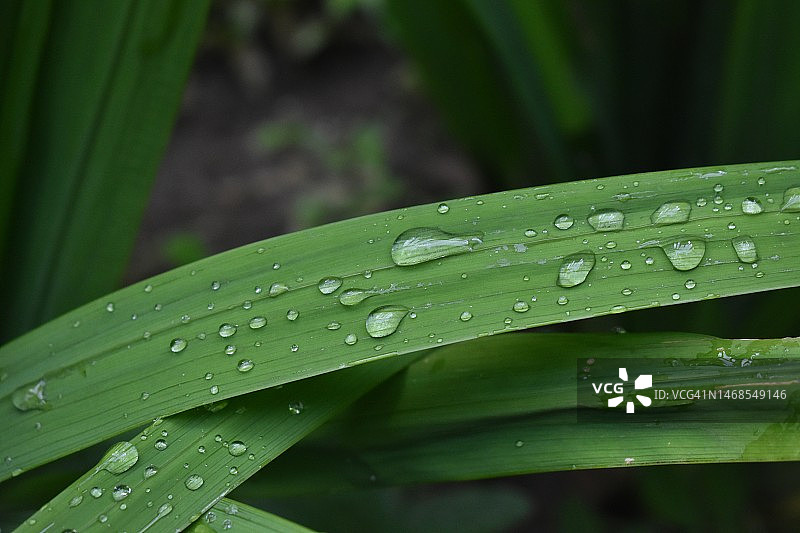 印度尼西亚树叶上的雨滴特写图片素材