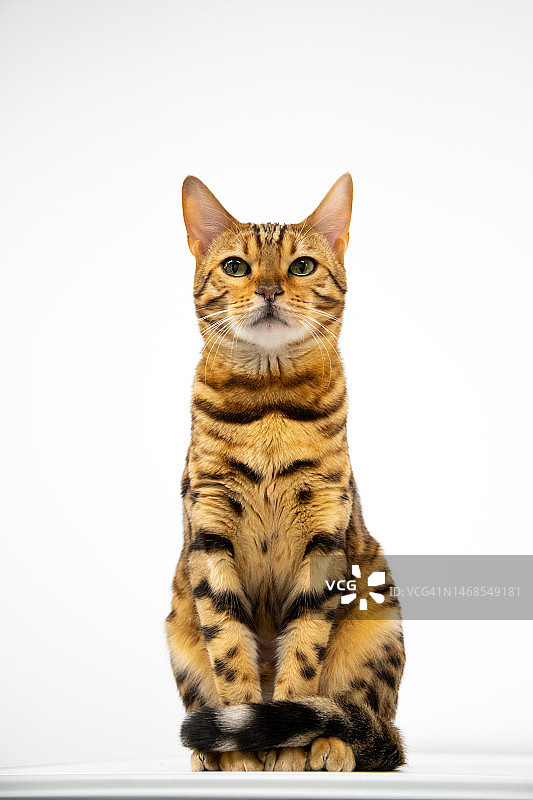 白色背景下的猫咪画像，德国柏林图片素材