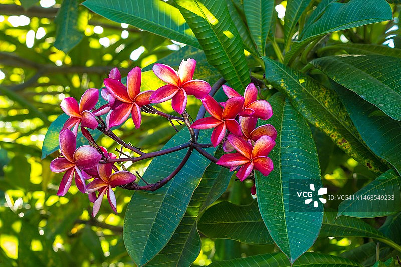 粉色植物特写，印度尼西亚图片素材
