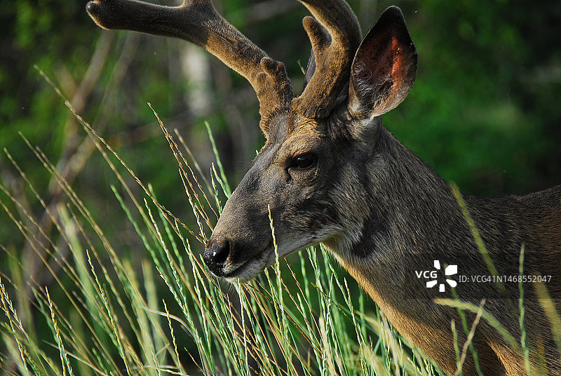 加拿大艾伯塔省野生食草鹿的特写图片素材