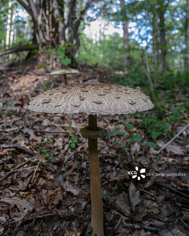 捷克共和国：田野上生长的蘑菇特写图片素材