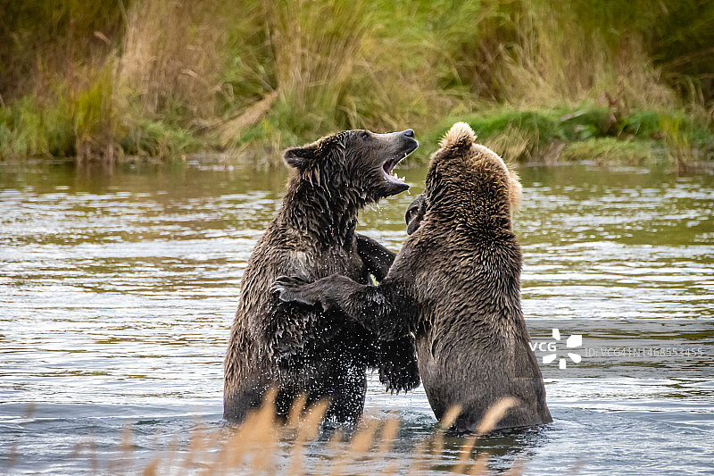 美国卡特迈国家公园保护区湖中的雌性驼鹿图片素材