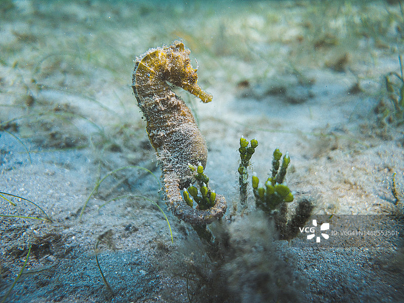 美国佛罗里达州棕榈滩岩石上的蜥蜴高角度视图图片素材