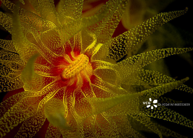 来自海洋花园的礼物，阿尼洛，菲律宾图片素材