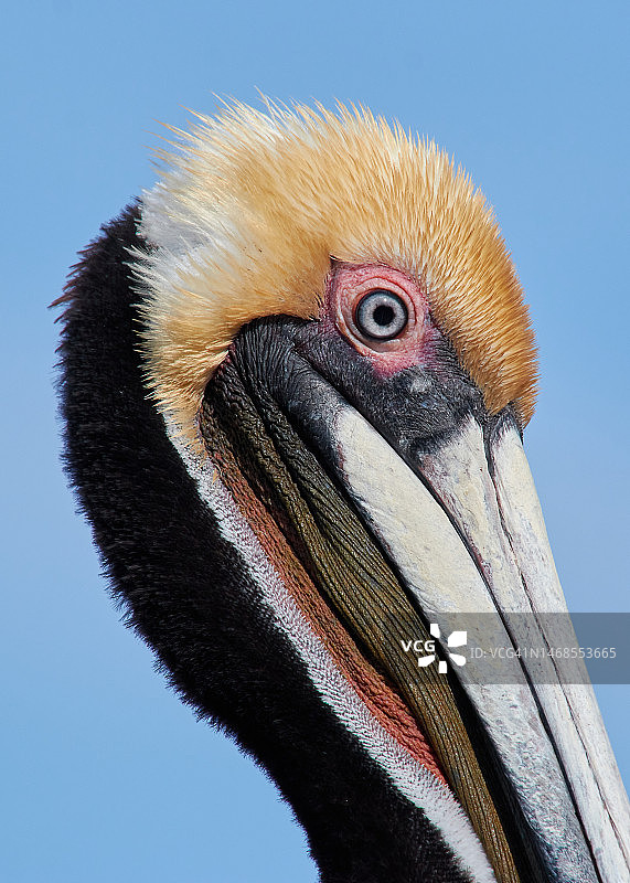 佛罗里达群岛棕色鹈鹕特写图片素材