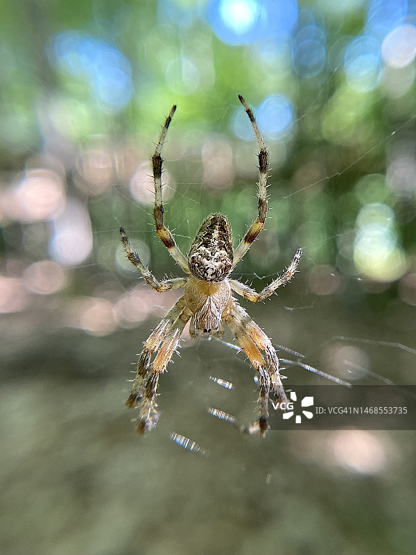 美国佛蒙特州哈特福德的蜘蛛网特写图片素材