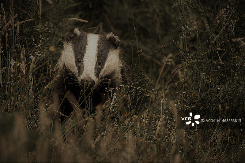英国田野里的兔子特写图片素材