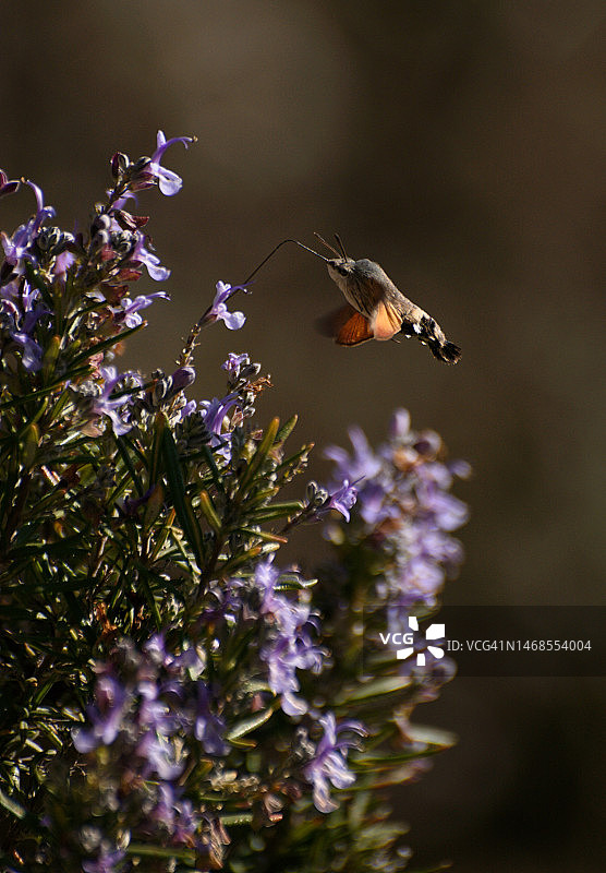 蜜蜂在紫色花朵上授粉的特写图片素材