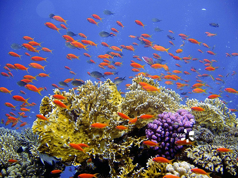 埃及红海洪加达海中里拉琴特写图片素材