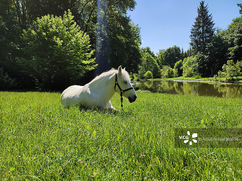纯种马在草地上奔跑的侧视图，背景是树木，乌克兰图片素材