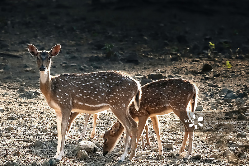 印度科比特国家公园田野上站立的鹿侧视图图片素材