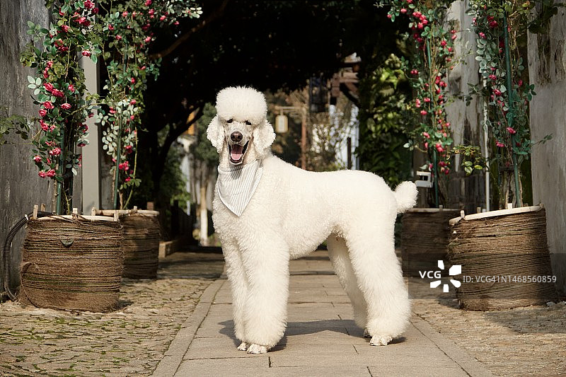 站在人行道上的贵宾犬肖像图片素材