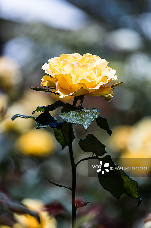 黄色玫瑰特写，澳大利亚图片素材