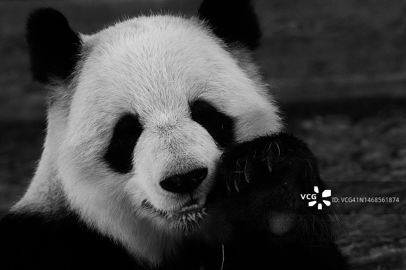 佐治亚州布福德的狗狗特写图片素材